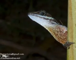 Norops aquaticus