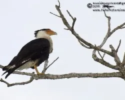 Caracara cheriway