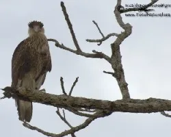 Caracara cheriway