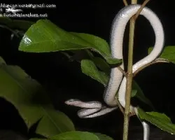 Mastigodryas melanolomus