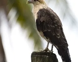 Milvago chimachima