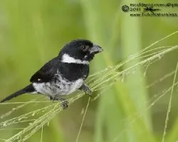 Sporophila americana