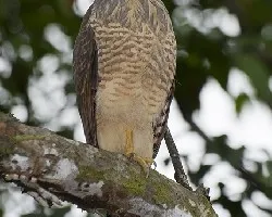 Buteo magnirostris