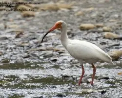 Eudocimus albus
