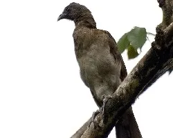 Ortalis cinereiceps