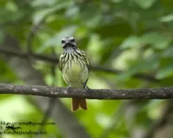 Myiodynastes maculatus