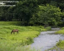 Rio en Osa