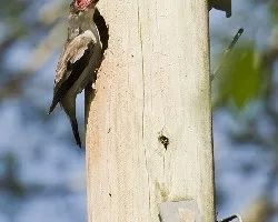 Tityra semifasciata