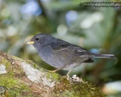 Acanthidops bairdii