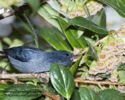Diglossa plumbea