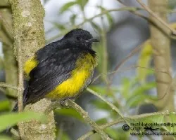 Phainoptila melanoxantha