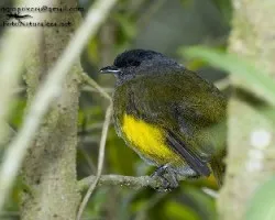 Phainoptila melanoxantha