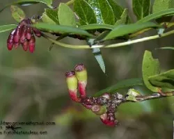 Cavendishia bracteata
