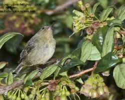 Acanthidops bairdii