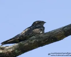 Chordeiles acutipennis