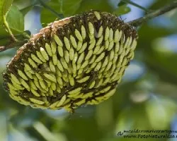 Apoica pallens