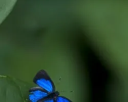 Mariposa Azul