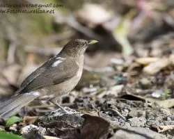 Turdus grayi