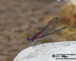 Libelula roja