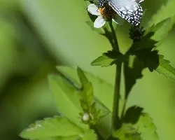 Mariposa