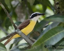 Pitangus sulphuratus