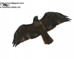 Buteo jamaicensis