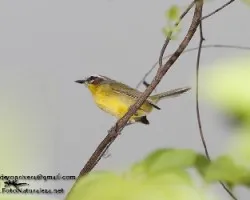 Basileuterus rufifrons