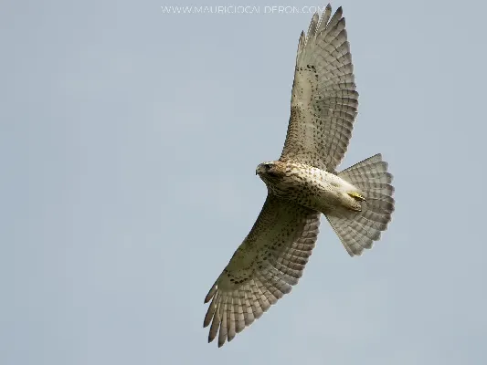 Buteo platypterus