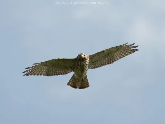 Buteo platypterus