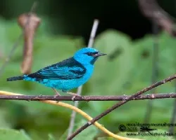 Dacnis cayana