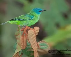 Dacnis cayana