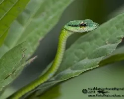 Leptophis depressirostris