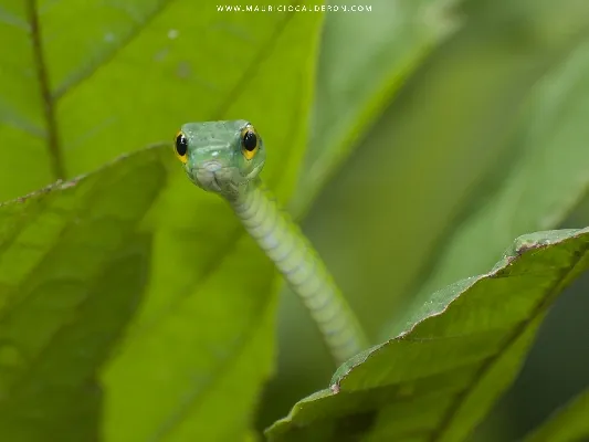 Leptophis depressirostris