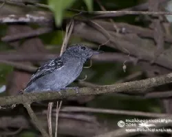 Thamnophilus atrinucha