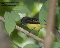 Myiarchus crinitus