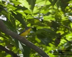 Wilsonia canadensis