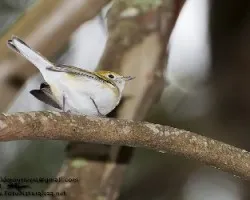 Setophaga pensylvanica