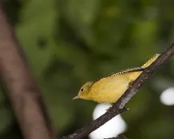 Setophaga petechia