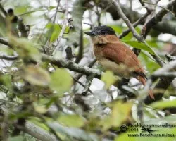 Pachyramphus aglaiae