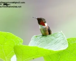 Selasphorus scintilla