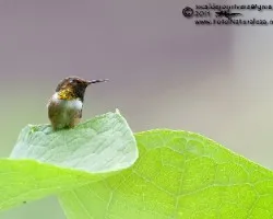 Selasphorus scintilla