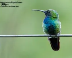 Anthracothorax prevostii