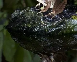 Lithobates vaillanti