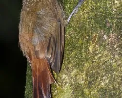 Glyphorynchus spirurus