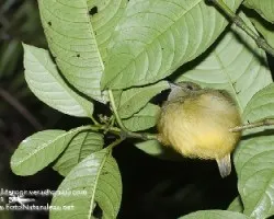 Manacus candei