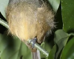 Terenotriccus erythrurus