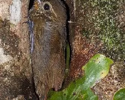 Glyphorynchus spirurus