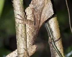 Corytophanes cristatus