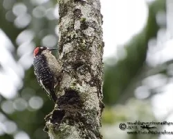 Melanerpes pucherani