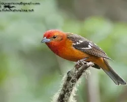 Piranga bidentata